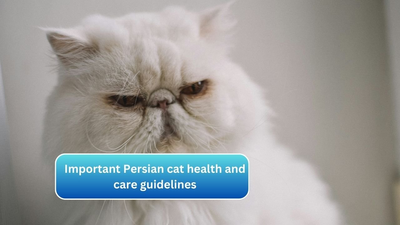 Important Persian cat health and care guidelines